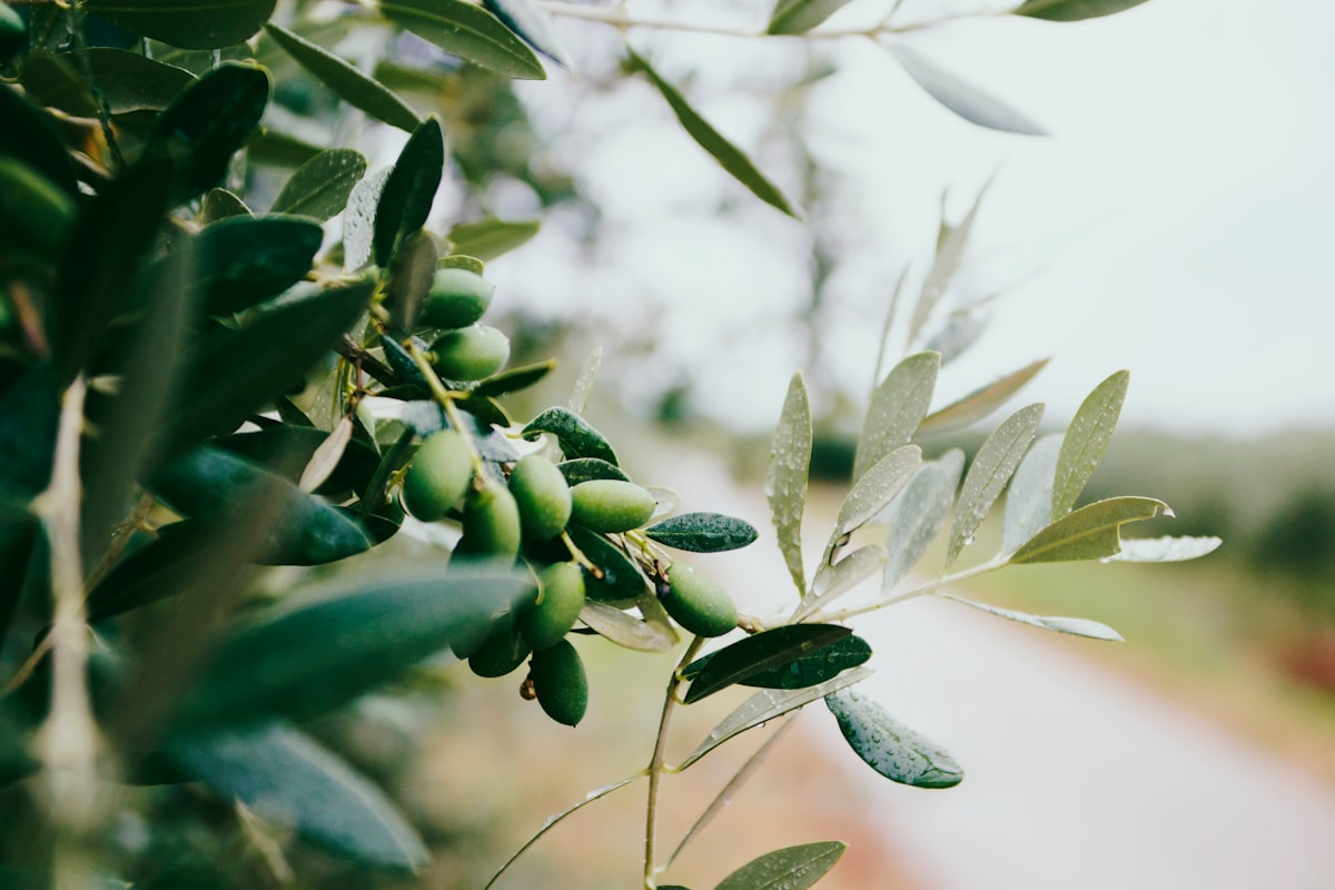 Ingredienti freschi della dieta mediterranea